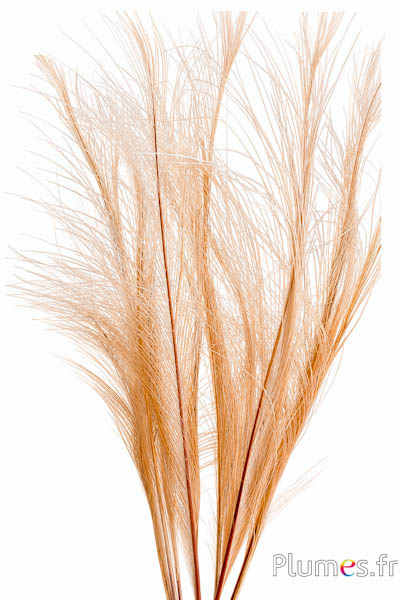 Fasan Hoki - gebleicht - 45-55 cm - creme